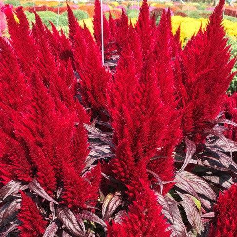 Celosia argentea 'Floriosa Red Dark Leaf' ~Floriosa Red Dark Leaf Cleosia-ServeScape