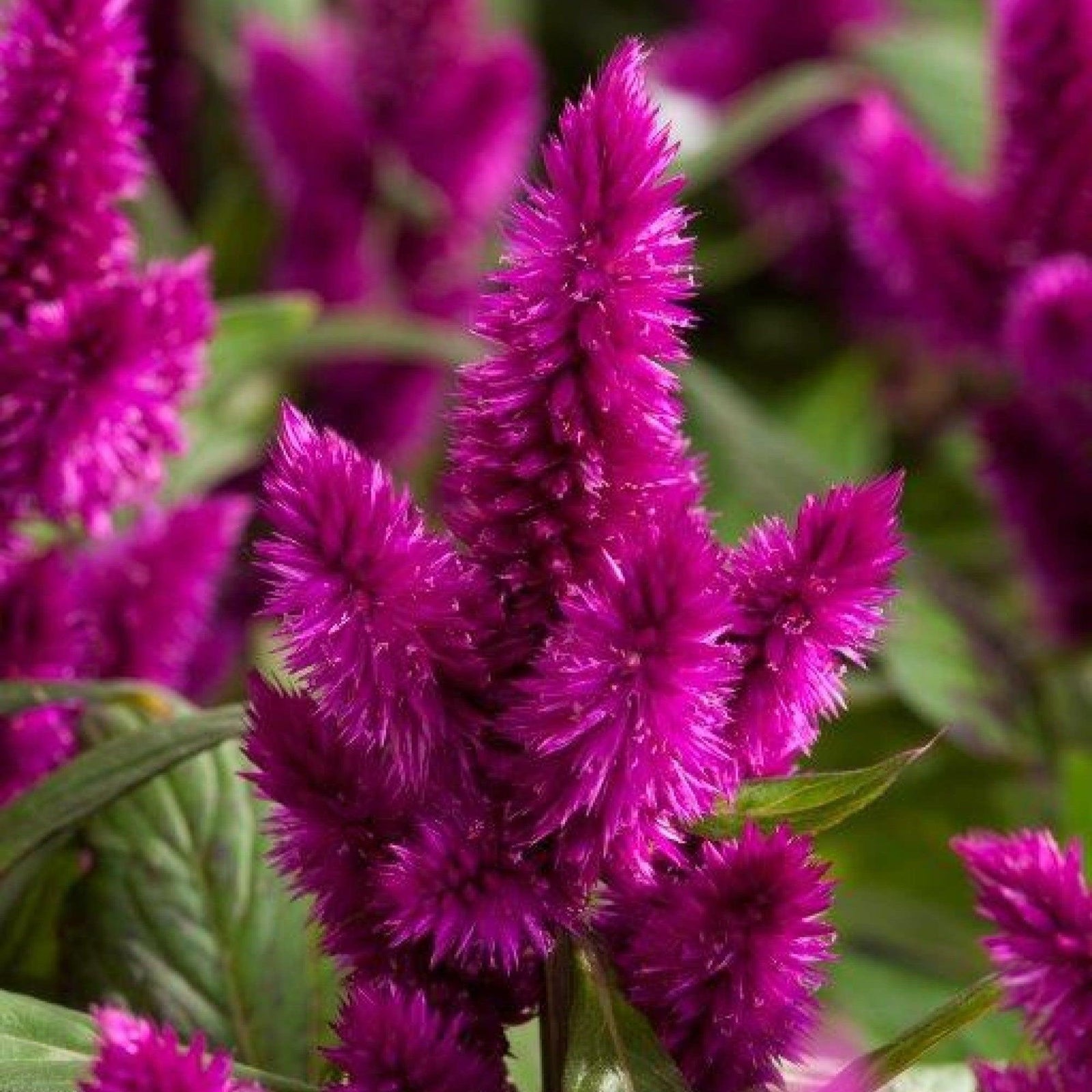 Celosia argentea 'Intenz Dark Purple' ~ Intenz™ Dark Purple Cleosia-ServeScape