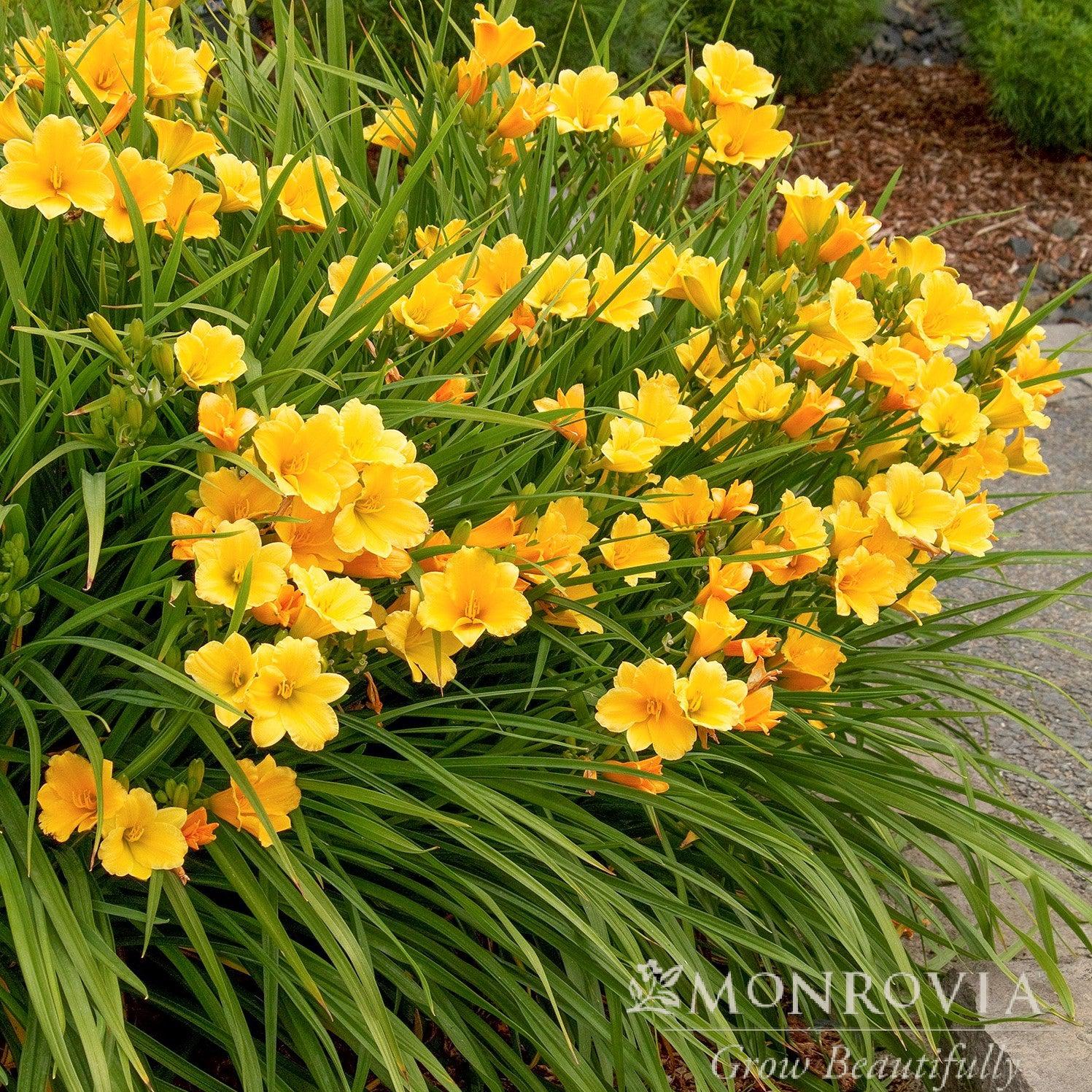 Hemerocallis 'Stella D'Oro' ~ Monrovia® Stella de Oro Daylily-ServeScape