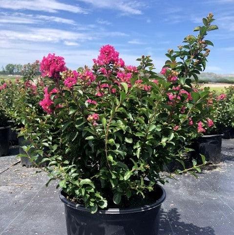 Lagerstroemia indica 'Pocomoke' ~ Pocomoke Crape Myrtle-ServeScape