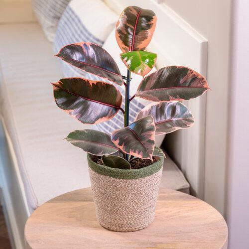 Ficus elastica 'Belize'~ Monrovia® Belize Rubber Plant-ServeScape