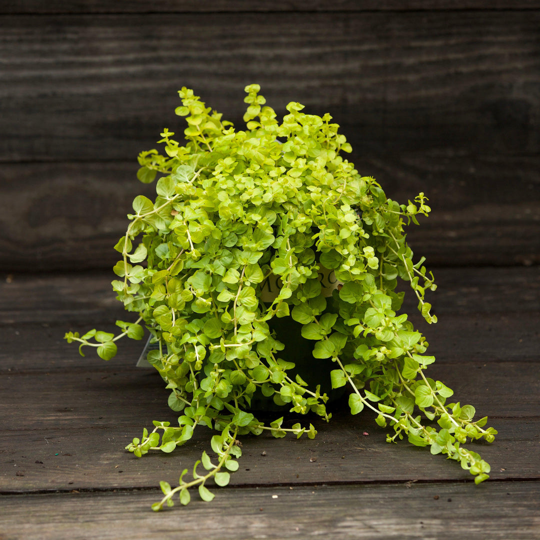 Lysimachia nummularia 'Aurea' ~ Monrovia® Golden Creeping Jenny-ServeScape