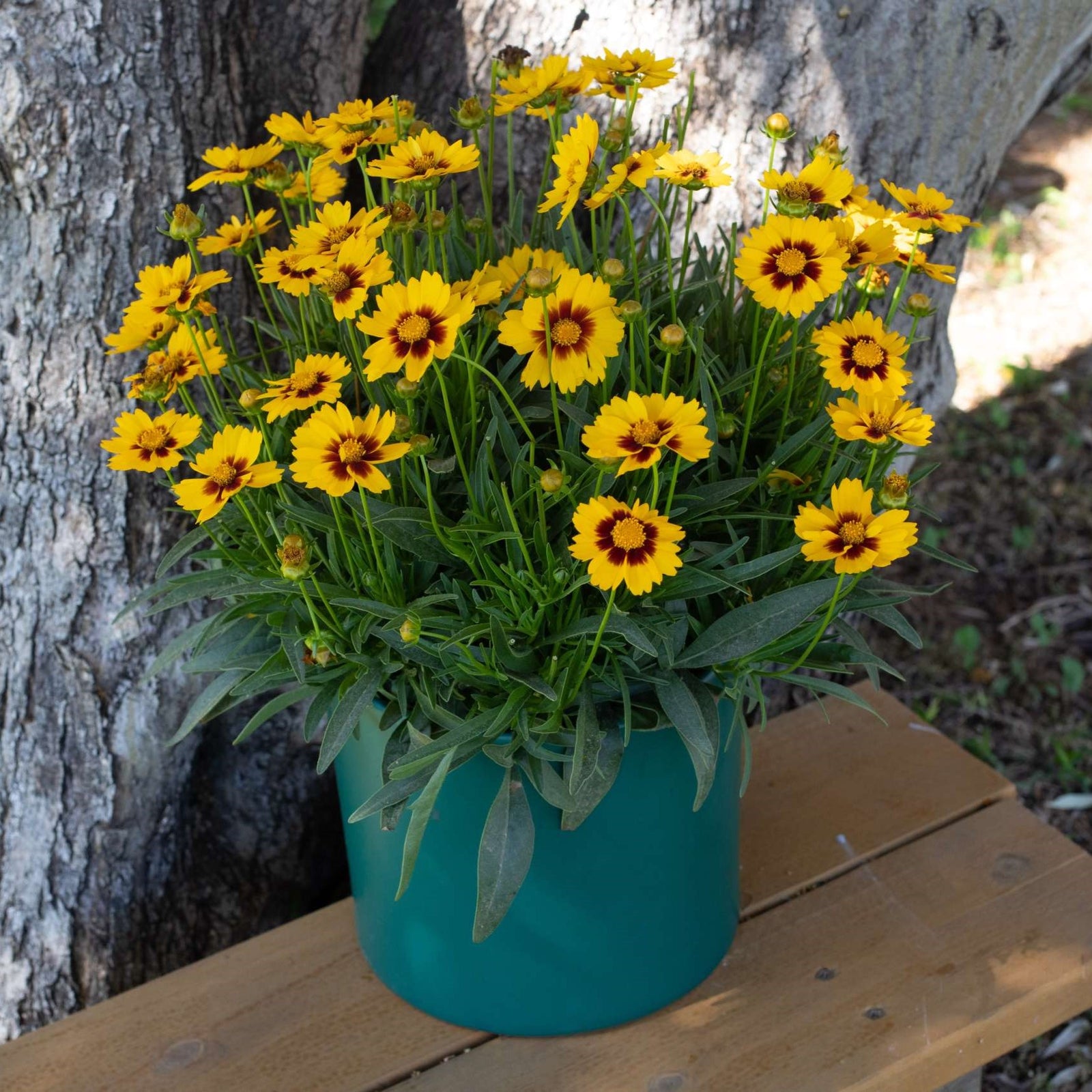 Coreopsis grandiflora 'Sunset Bright' ~ Solanna™ Sunset Bright Coreopsis-ServeScape