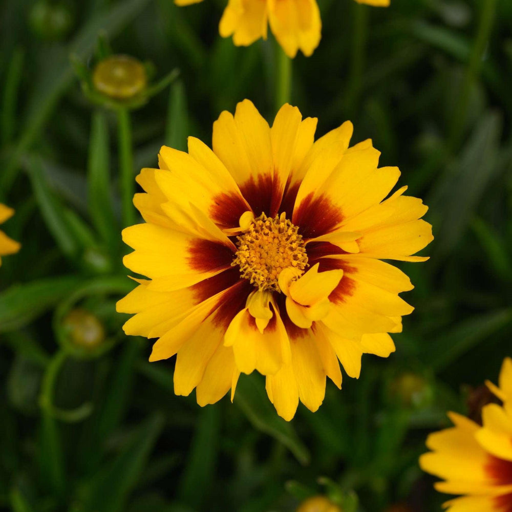 Coreopsis grandiflora 'Sunset Bright' ~ Solanna™ Sunset Bright Coreopsis-ServeScape