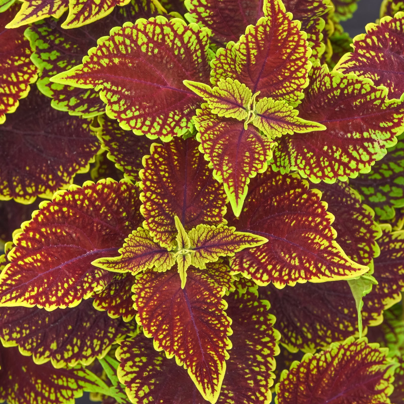 Solenostemon scutellarioides 'Balsolsauri’ ~ ChargedUp™ Coleosaurus Coleus-ServeScape