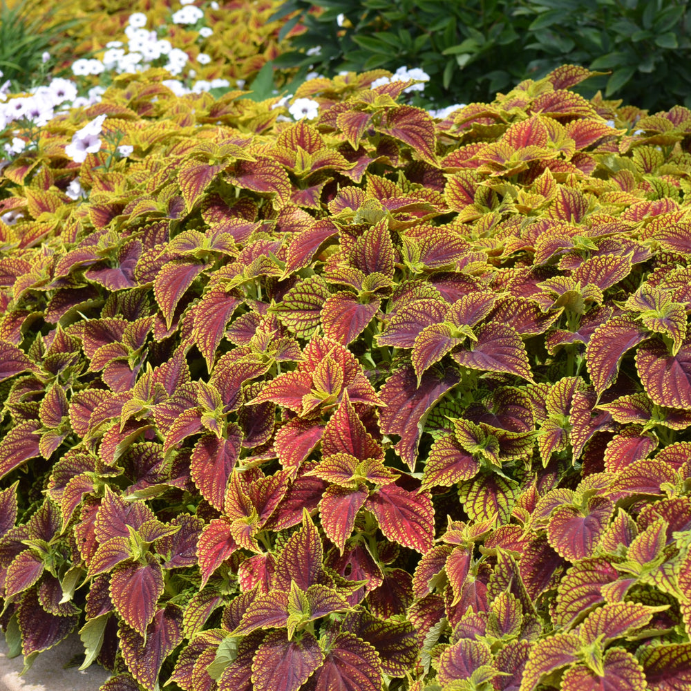 Solenostemon scutellarioides 'Balsolsauri’ ~ ChargedUp™ Coleosaurus Coleus-ServeScape