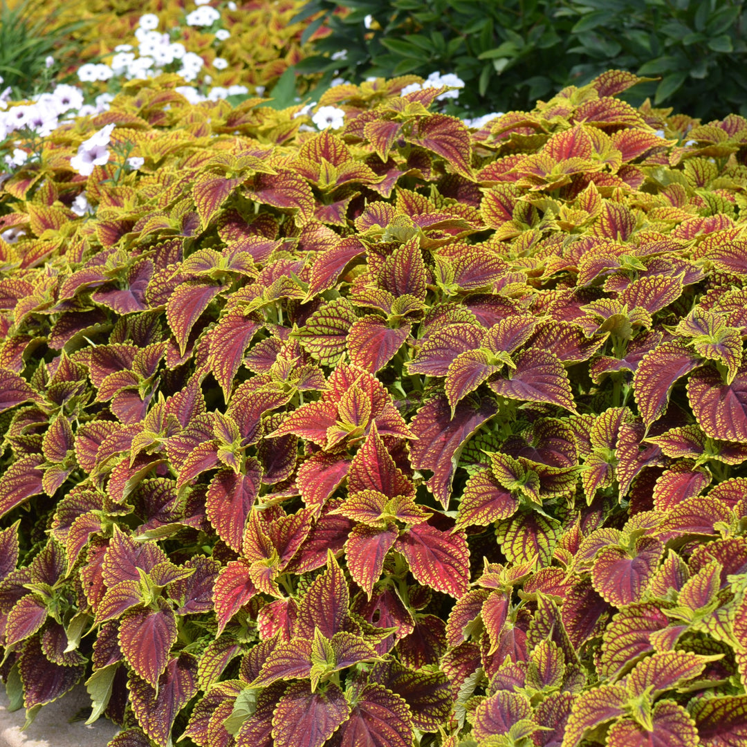 Solenostemon scutellarioides 'Balsolsauri’ ~ ChargedUp™ Coleosaurus Coleus-ServeScape