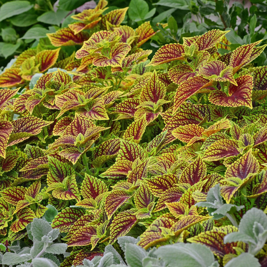Solenostemon scutellarioides 'Balsolsauri’ ~ ChargedUp™ Coleosaurus Coleus-ServeScape