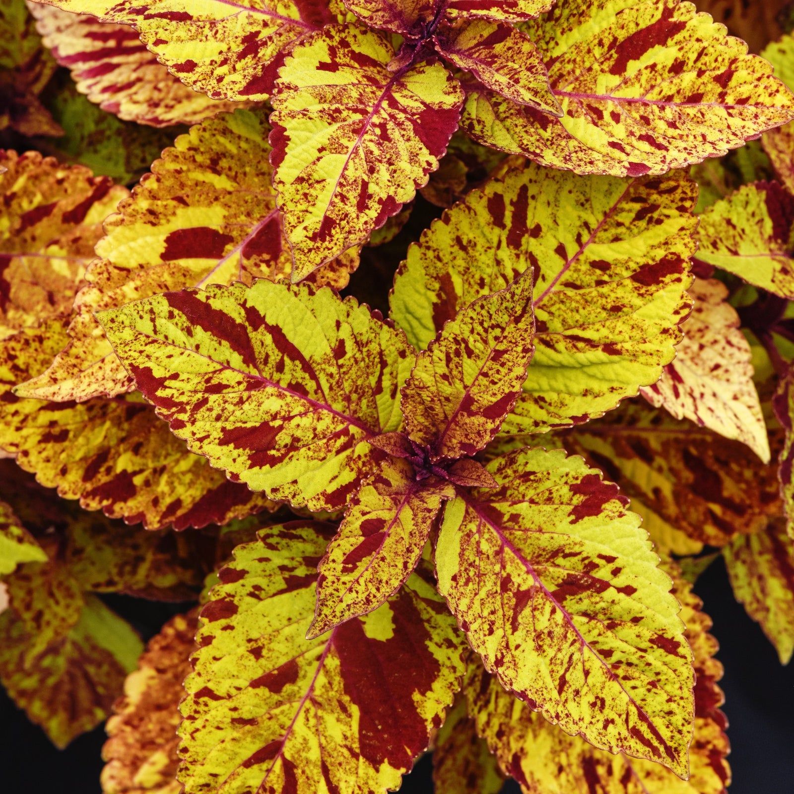 Solenostemon scutellarioides 'Balchargmia’ ~ ChargedUp™ Marble Mania Coleus-ServeScape