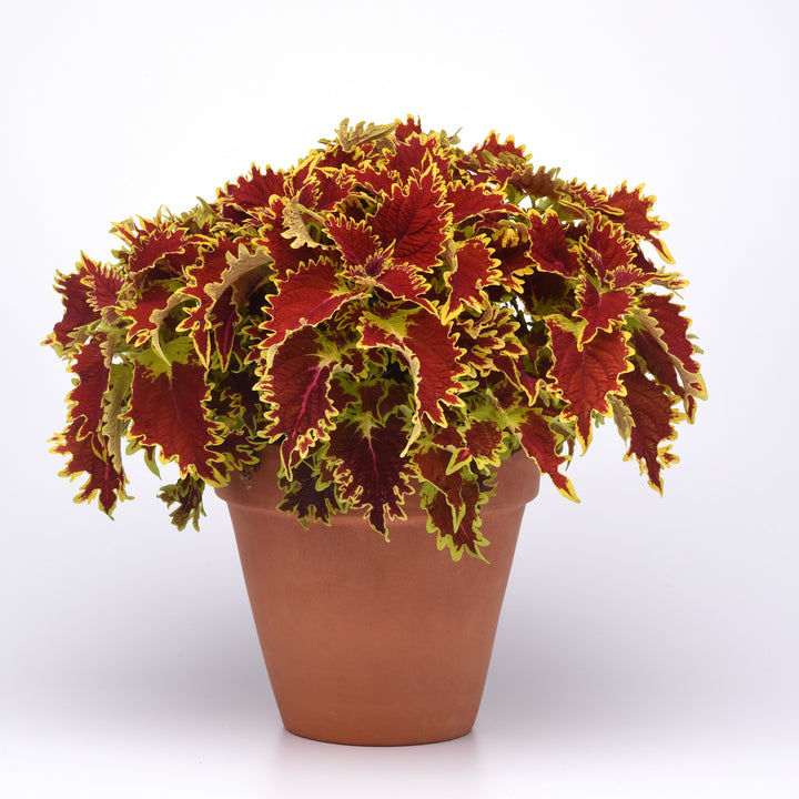 Solenostemon scutellarioides 'UF17-52-25' ~ Ignite™ Copperhead Coleus-ServeScape