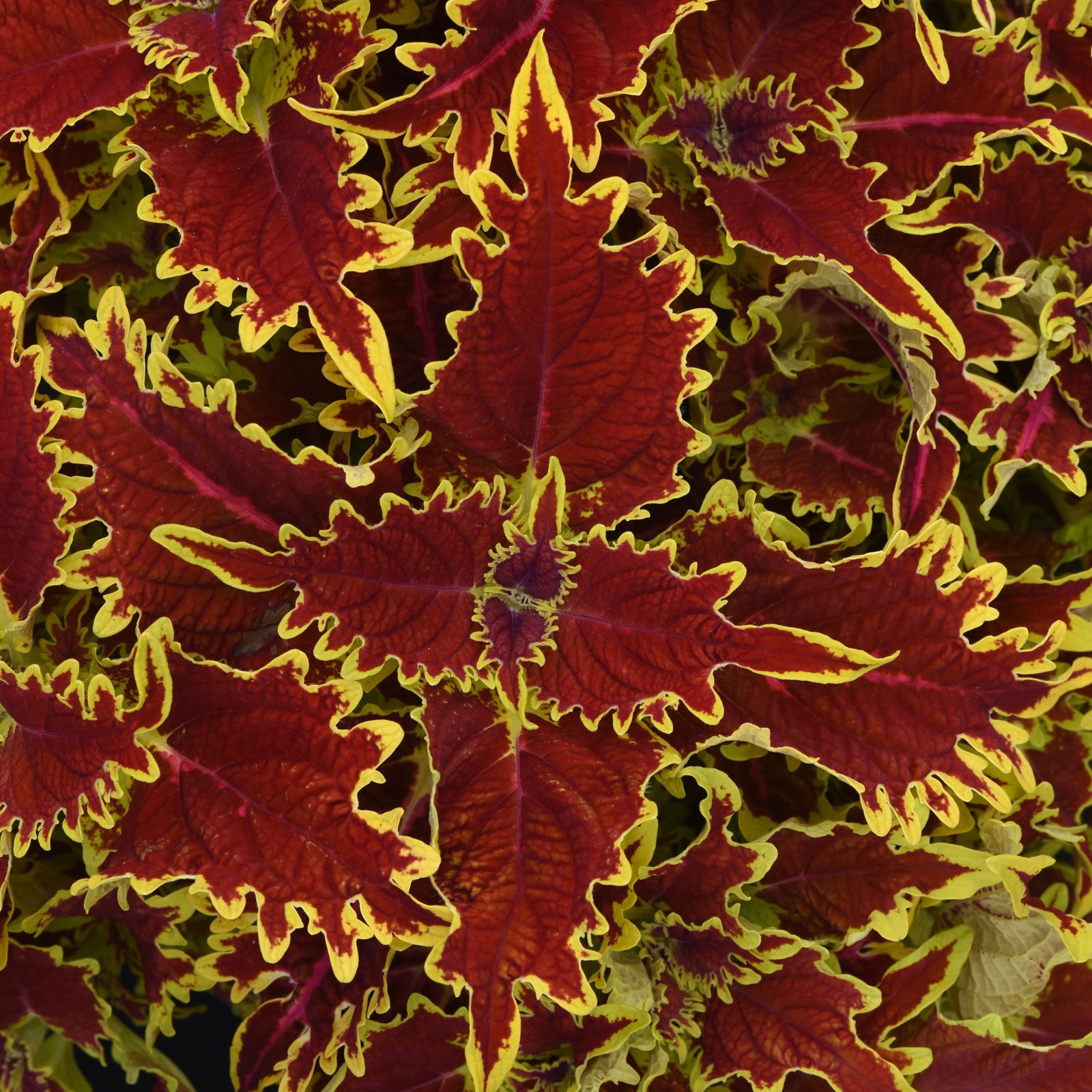 Solenostemon scutellarioides 'UF17-52-25' ~ Ignite™ Copperhead Coleus-ServeScape