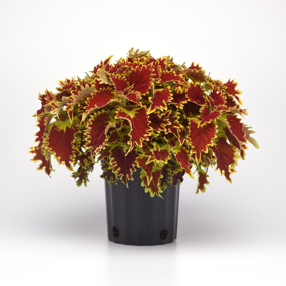 Solenostemon scutellarioides 'UF17-52-25' ~ Ignite™ Copperhead Coleus-ServeScape