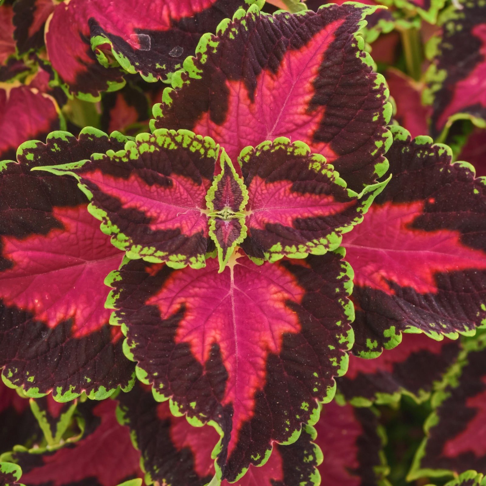 Solenostemon scutellarioides 'UF16-91-25' ~ Ignite™ Heartbreaker Coleus-ServeScape