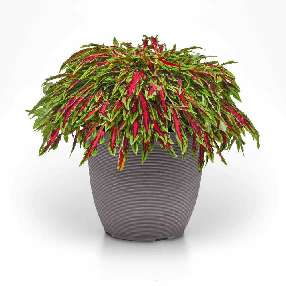 Solenostemon scutellarioides 'UF17-109-09' ~ MicroBlaze™ Spitfire Coleus-ServeScape