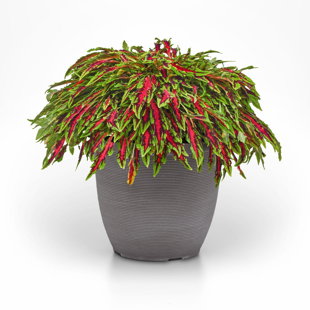 Solenostemon scutellarioides 'UF17-109-09' ~ MicroBlaze™ Spitfire Coleus-ServeScape