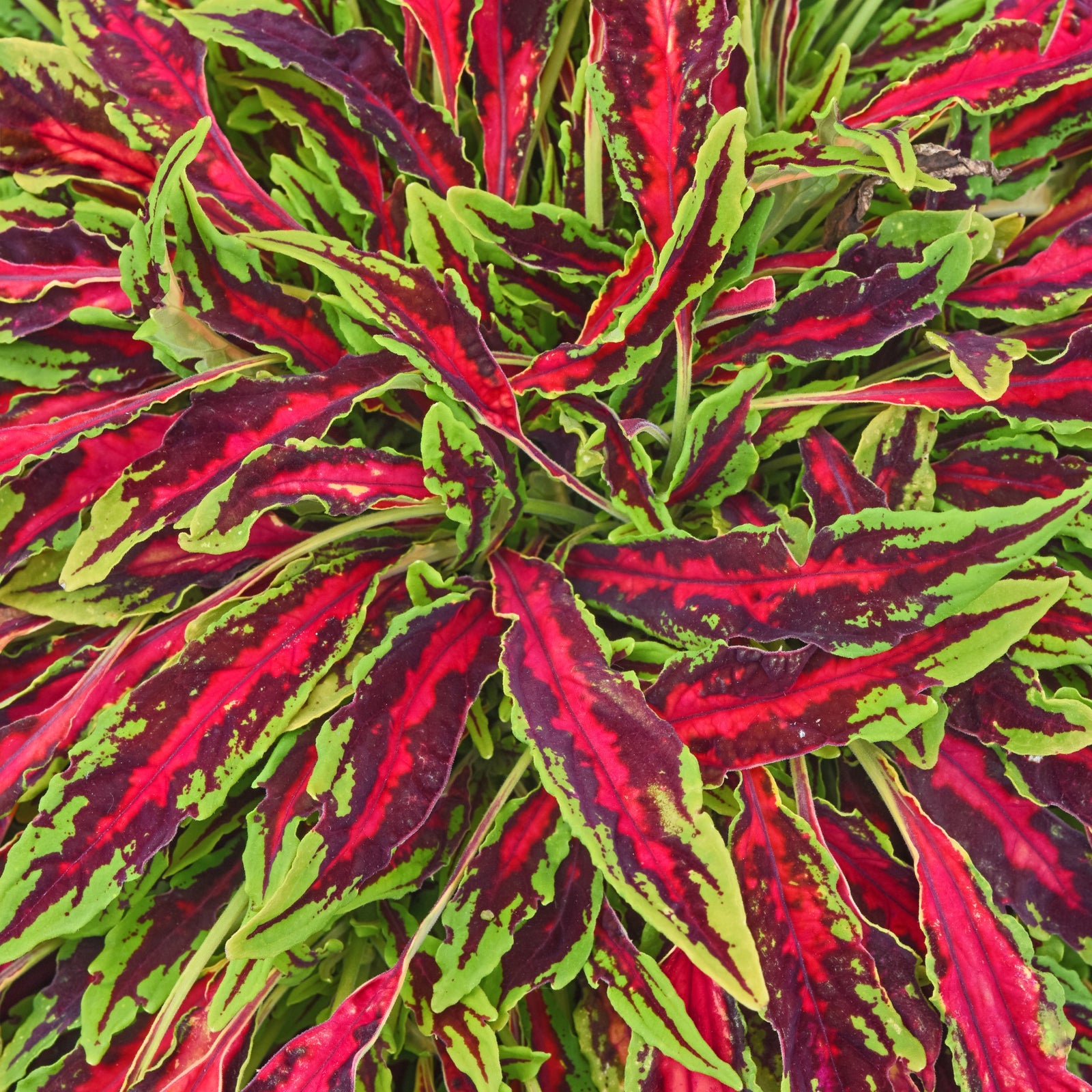 Solenostemon scutellarioides 'UF17-109-09' ~ MicroBlaze™ Spitfire Coleus-ServeScape