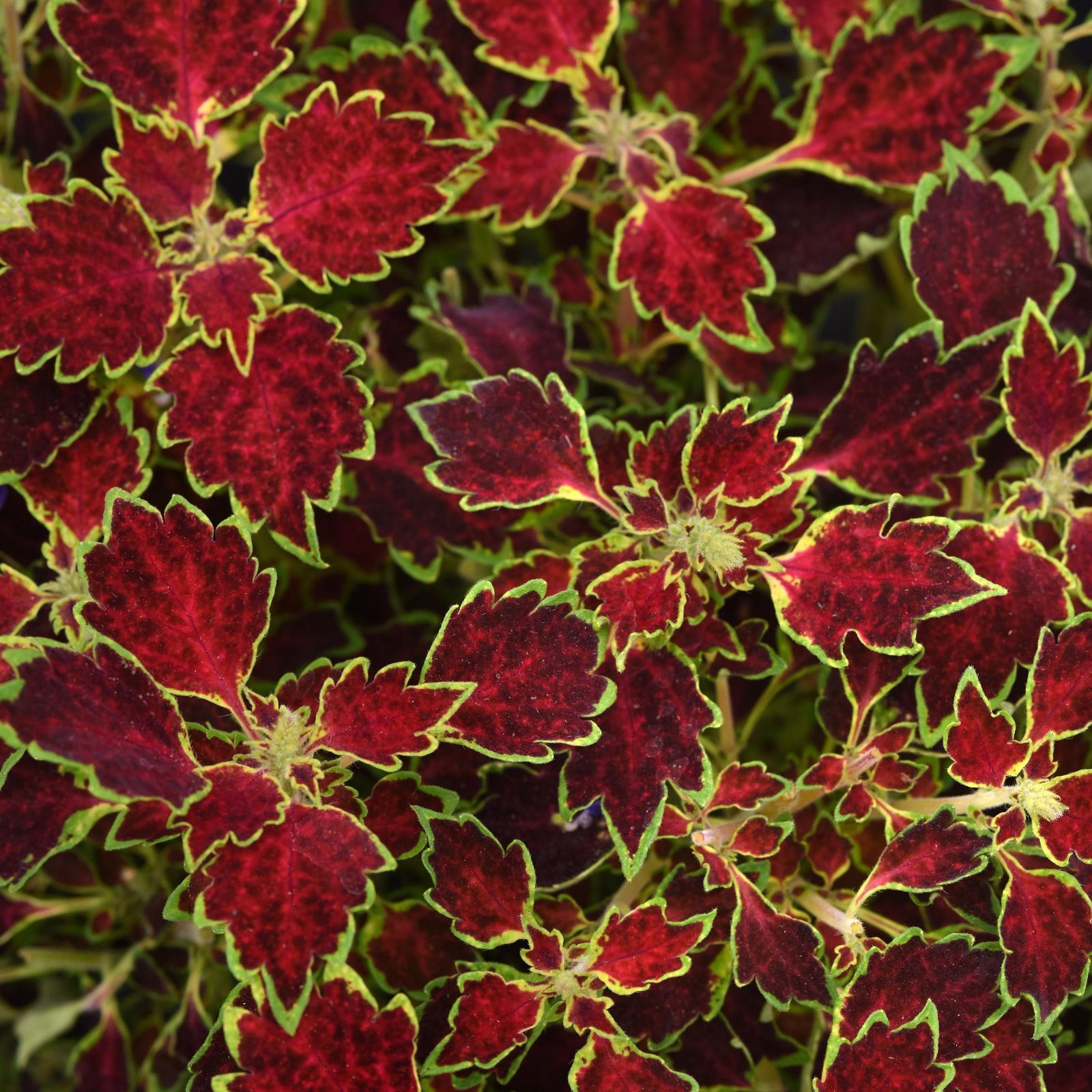 Solenostemon scutellarioides 'Baltazlord' ~ TrailBlazer™ Glory Road Coleus-ServeScape