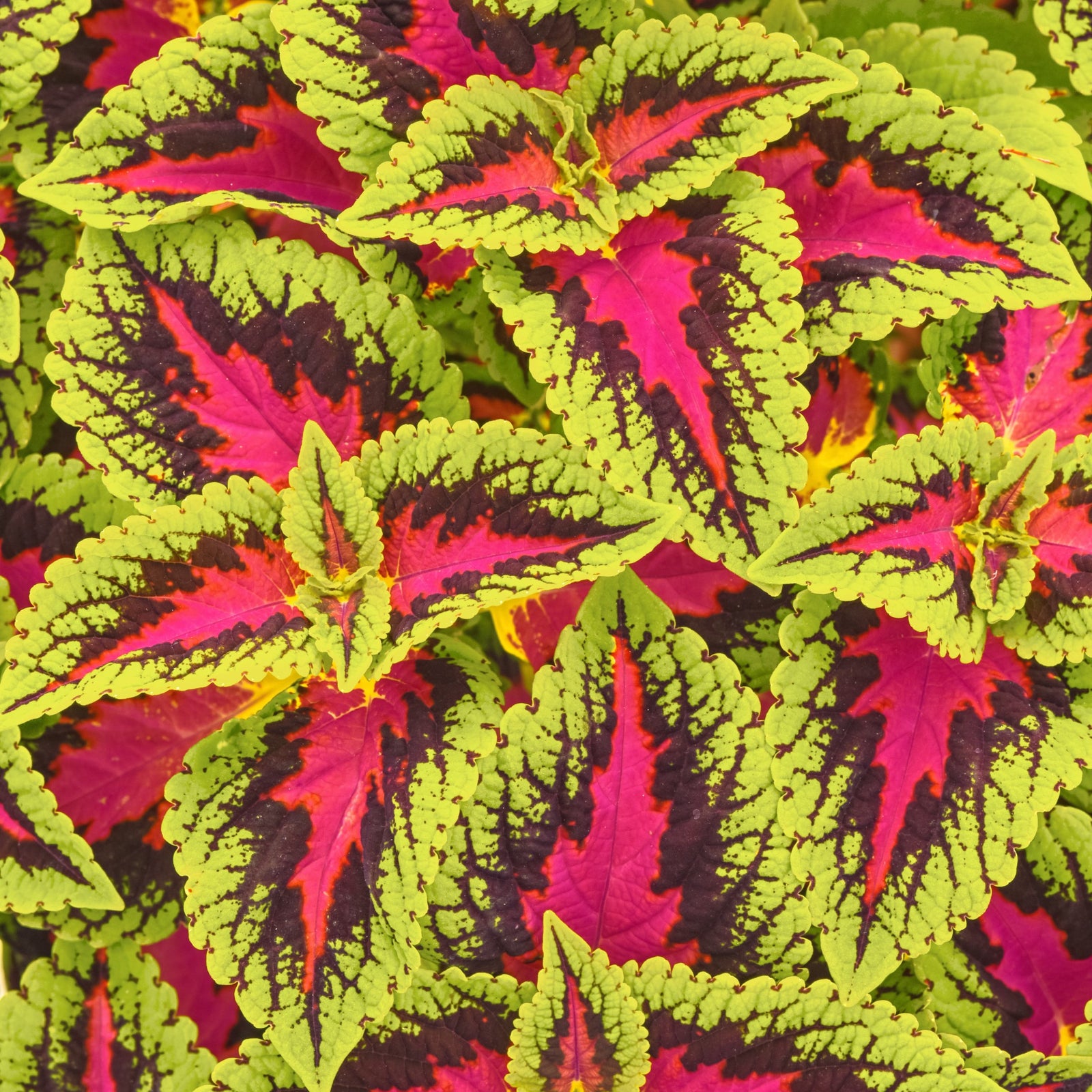 Solenostemon scutellarioides ‘Balvolfrenq’ ~ Volcanica™ French Quarter Coleus-ServeScape
