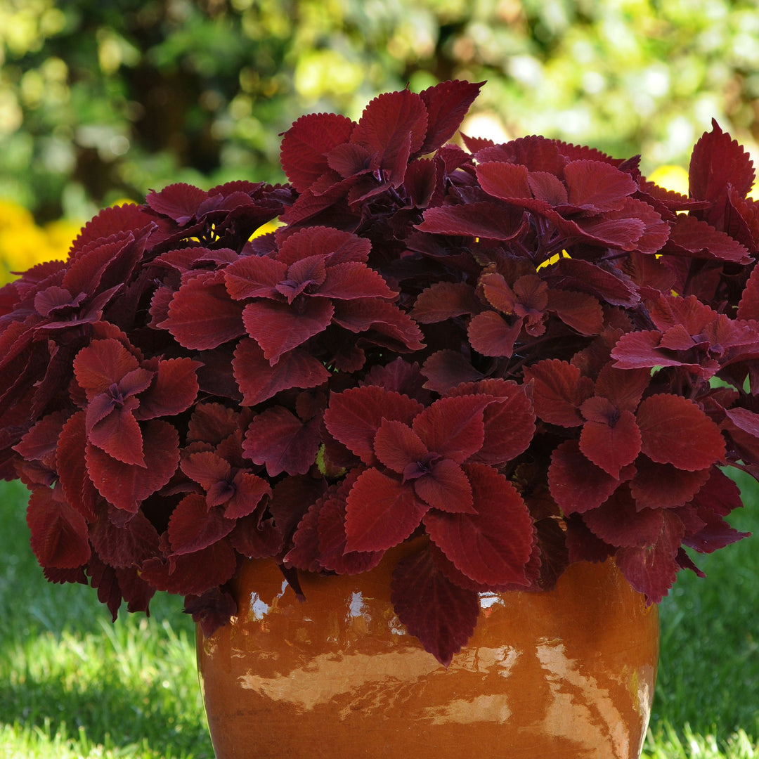 Solenostemon scutellarioides 'UF0646' ~ Volcanica™ Redhead Coleus-ServeScape