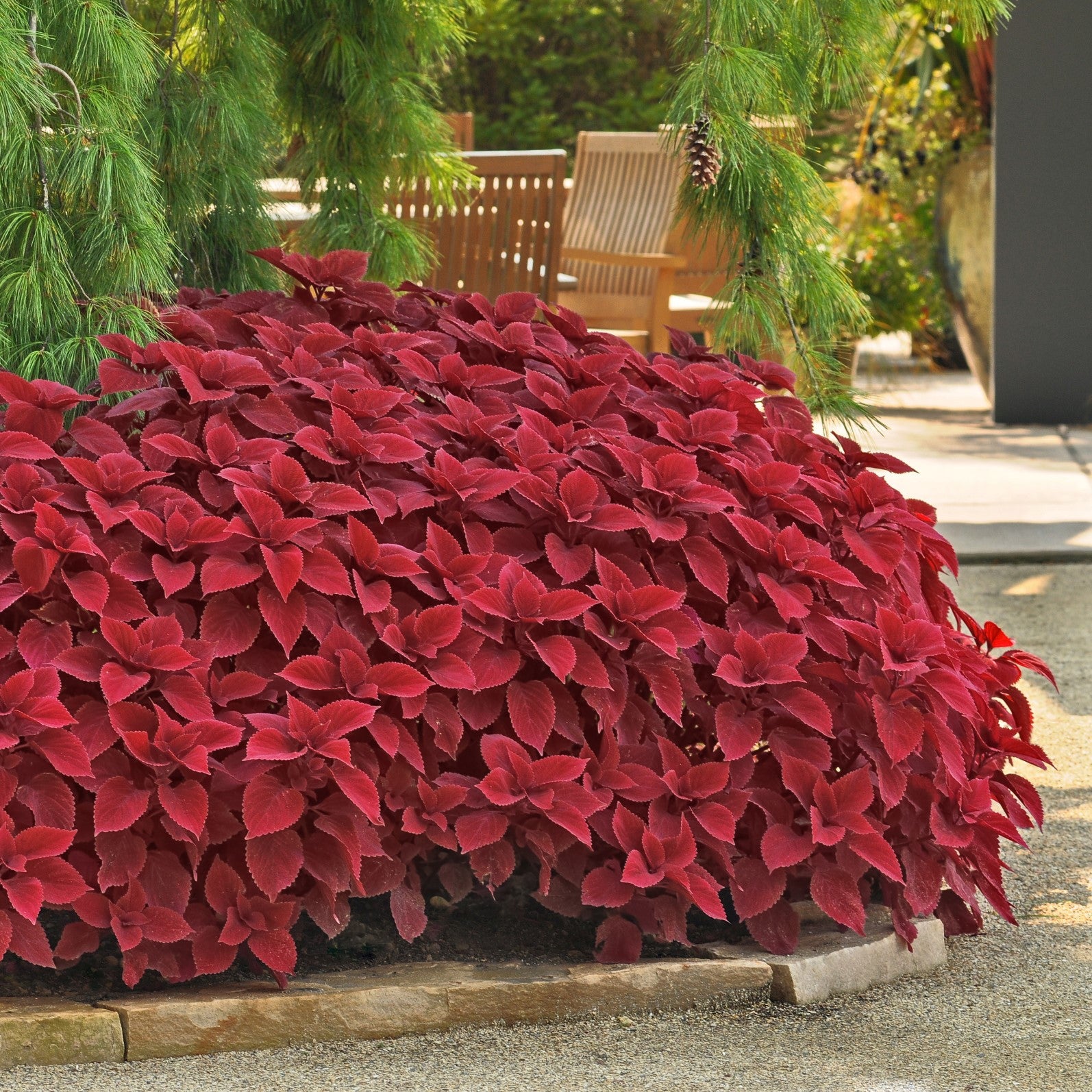 Solenostemon scutellarioides 'UF0646' ~ Volcanica™ Redhead Coleus-ServeScape