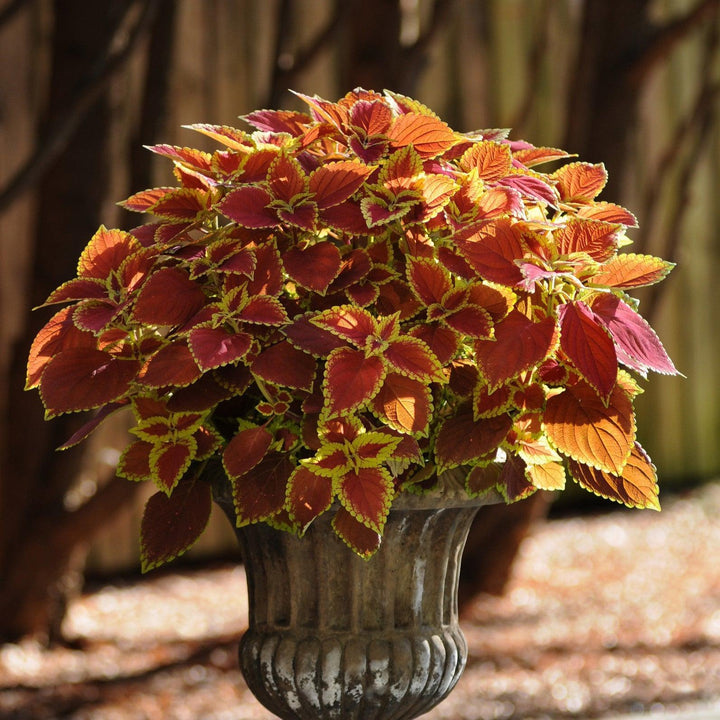 Solenostemon scutellarioides 'UF06419' ~ Volcanica™ Trusty Rusty Coleus-ServeScape
