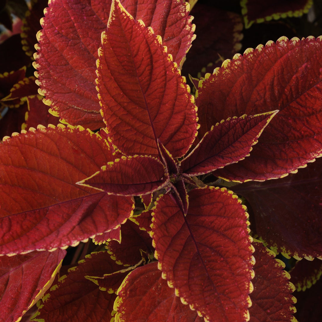 Solenostemon scutellarioides 'UF06419' ~ Volcanica™ Trusty Rusty Coleus-ServeScape
