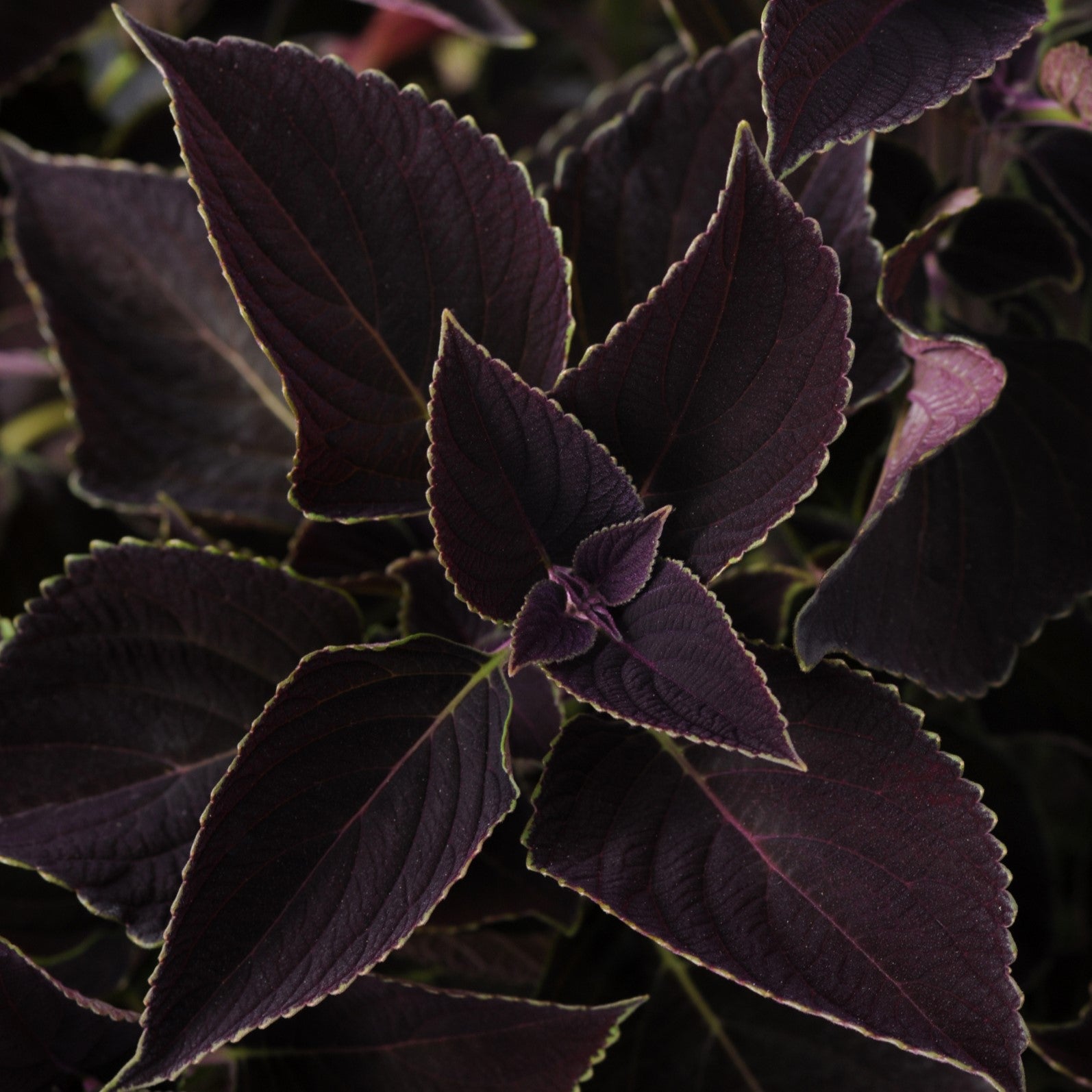 Solenostemon scutellarioides 'Balcovino' ~ Volcanica™ Vino Coleus-ServeScape