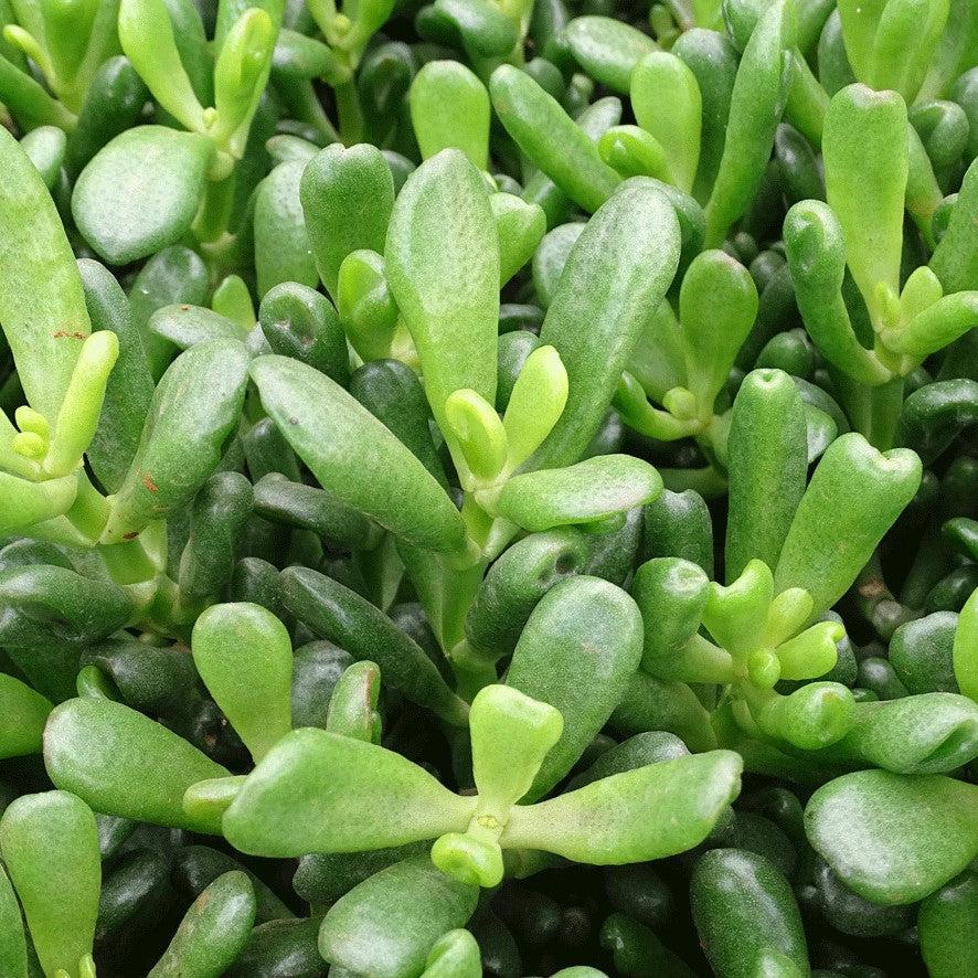 gandalf jade plant Crassula ovata 'Gandalf' ~ Gandalf Jade Plant – ServeScape