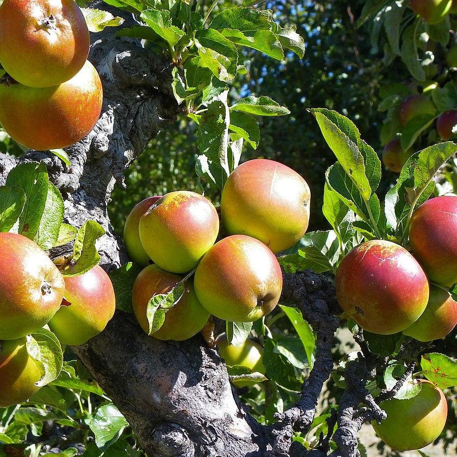 Malus domestica (assorted) ~ Monrovia® Apple Crisp Collection 5-in-1 Combo Apple-ServeScape