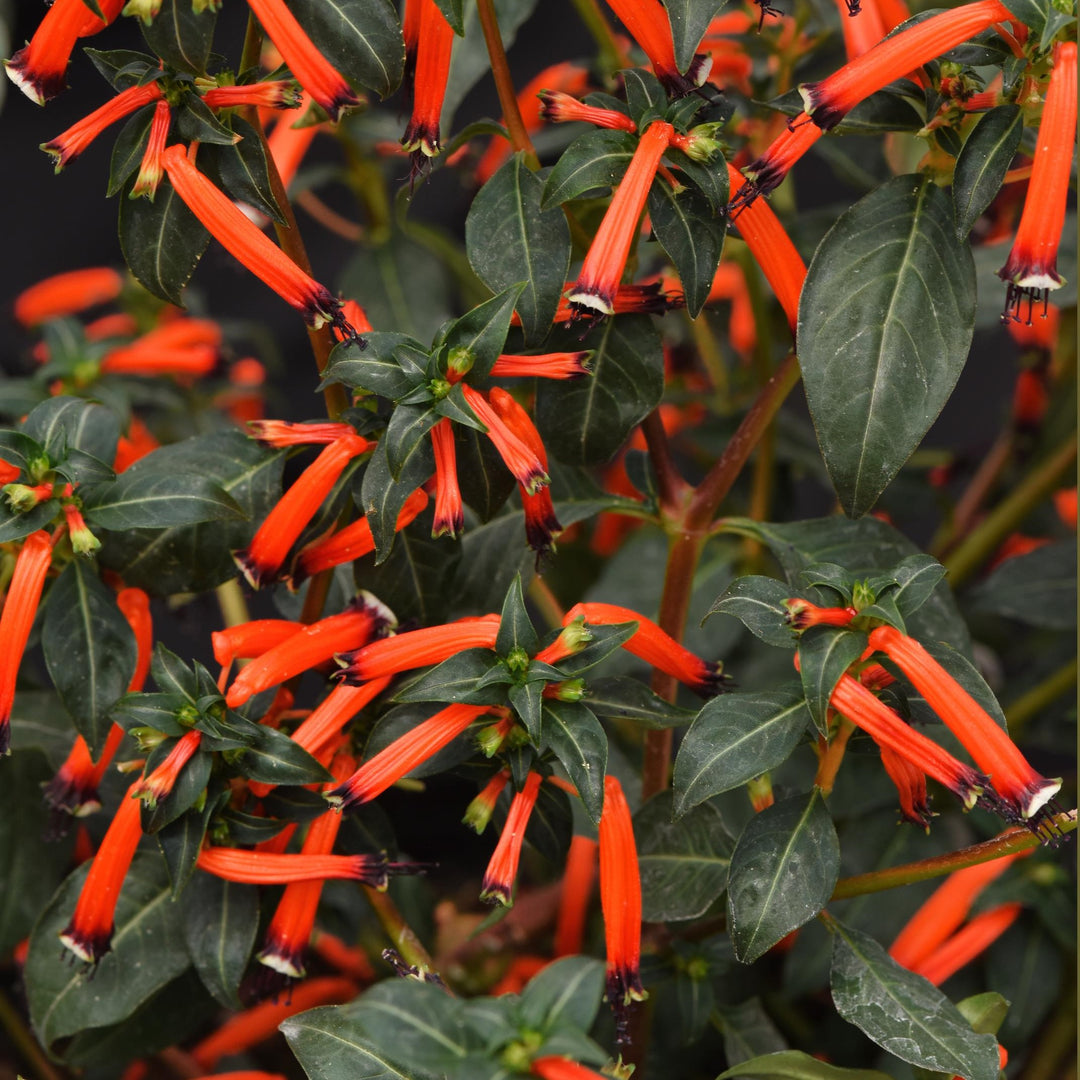 Cuphea ignea 'Cherrybells’ ~ Cherrybells Cuphea-ServeScape