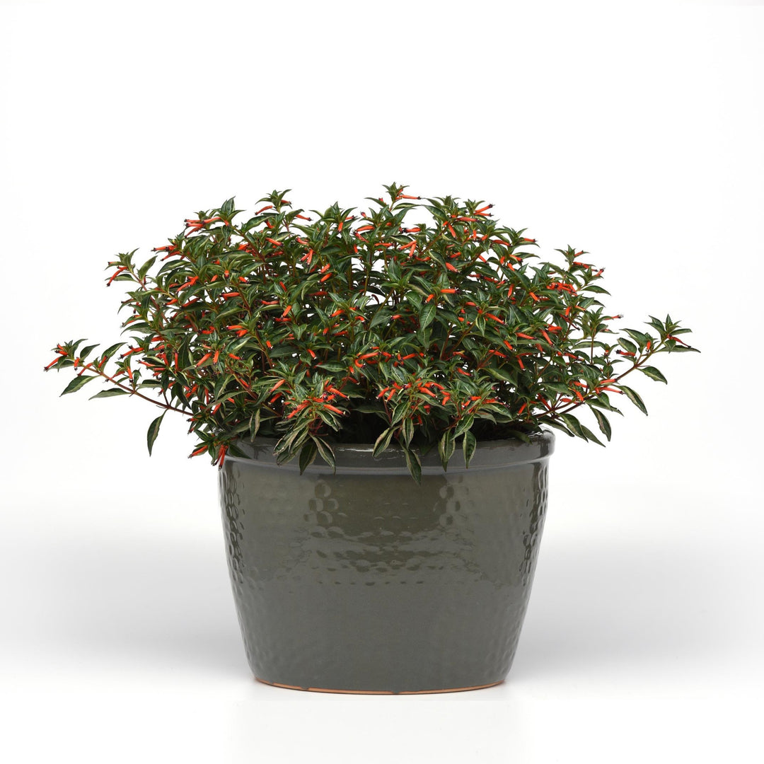 Cuphea ignea 'Cherrybells’ ~ Cherrybells Cuphea-ServeScape