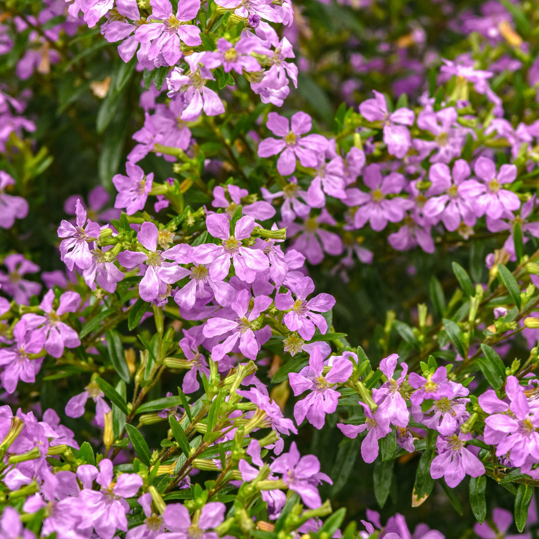 Cuphea hyssopifolia 'FLORCUMY14' ~ Enchantia™ Lavender False Heather-ServeScape