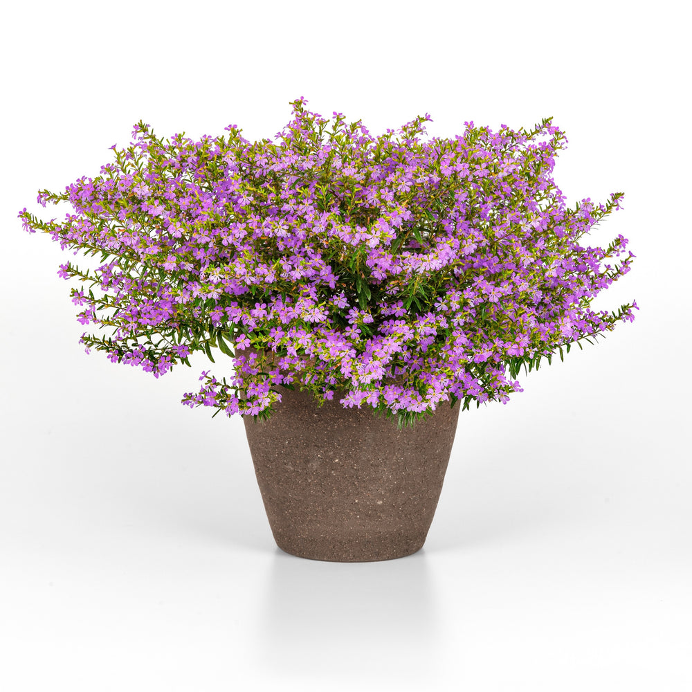 Cuphea hyssopifolia 'FLORCUMY14' ~ Enchantia™ Lavender False Heather-ServeScape