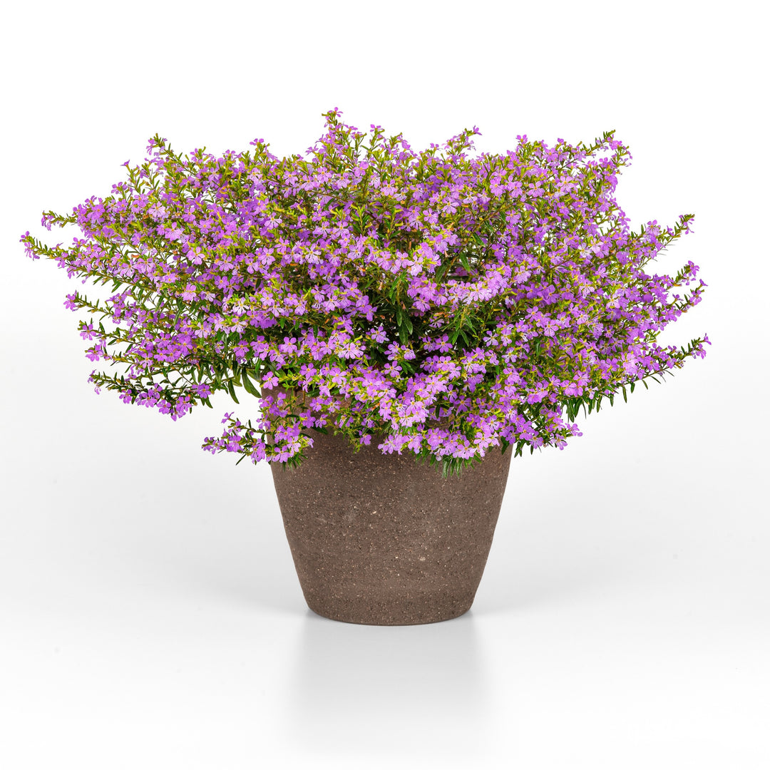 Cuphea hyssopifolia 'FLORCUMY14' ~ Enchantia™ Lavender False Heather-ServeScape