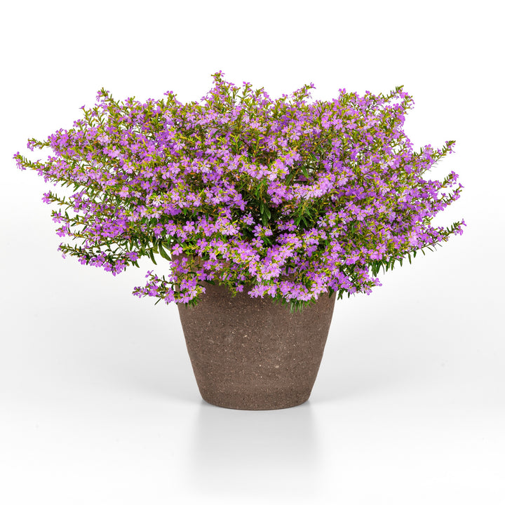 Cuphea hyssopifolia 'FLORCUMY14' ~ Enchantia™ Lavender False Heather-ServeScape