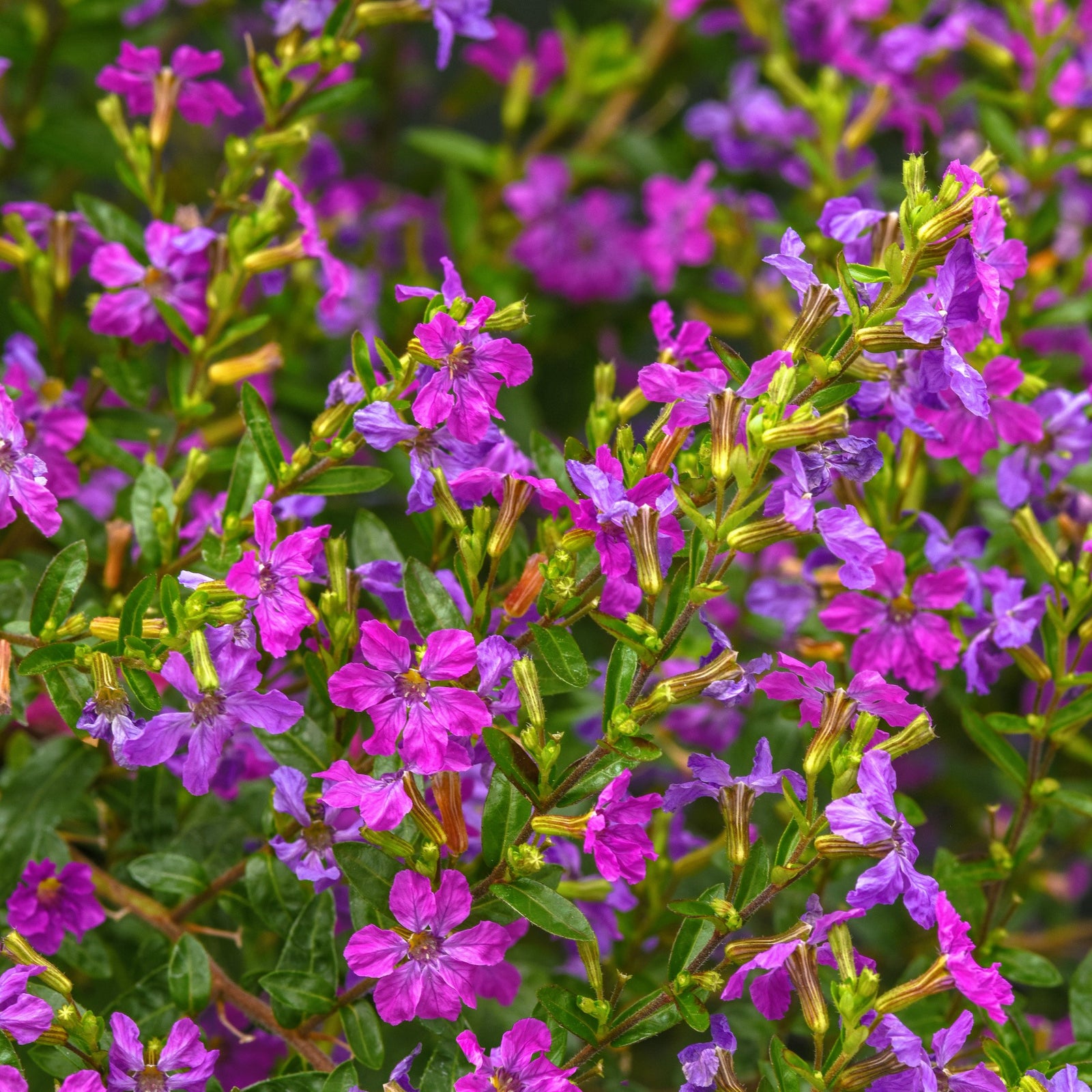 Cuphea hyssopifolia 'FLORCUMY05' ~ Enchantia™ Purple False Heather-ServeScape