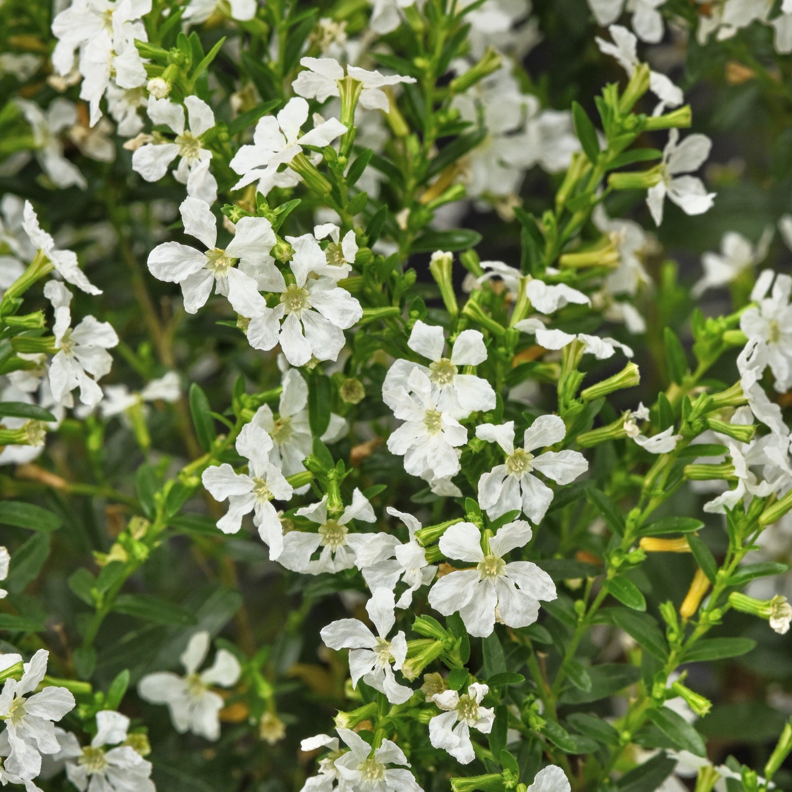 Cuphea hyssopifolia 'FLORCUMY11' ~ Enchantia™ White False Heather-ServeScape