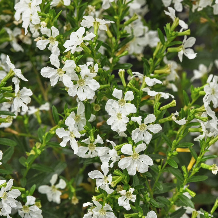 Cuphea hyssopifolia 'FLORCUMY11' ~ Enchantia™ White False Heather-ServeScape