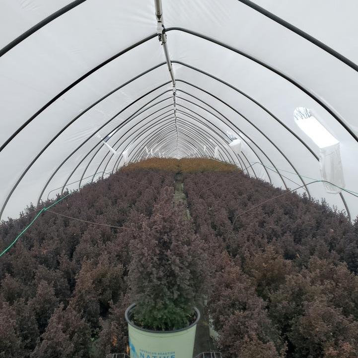 Chamaecyparis Thyoides 'Top Point' ~ Top Point Dwarf White Cedar-ServeScape