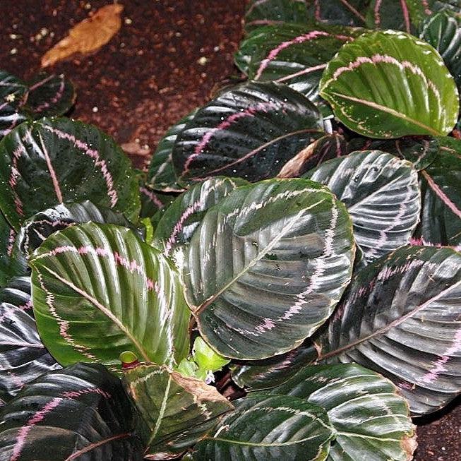 Calathea roseopicta 'Dottie' ~Monrovia® Dottie Calathea-ServeScape