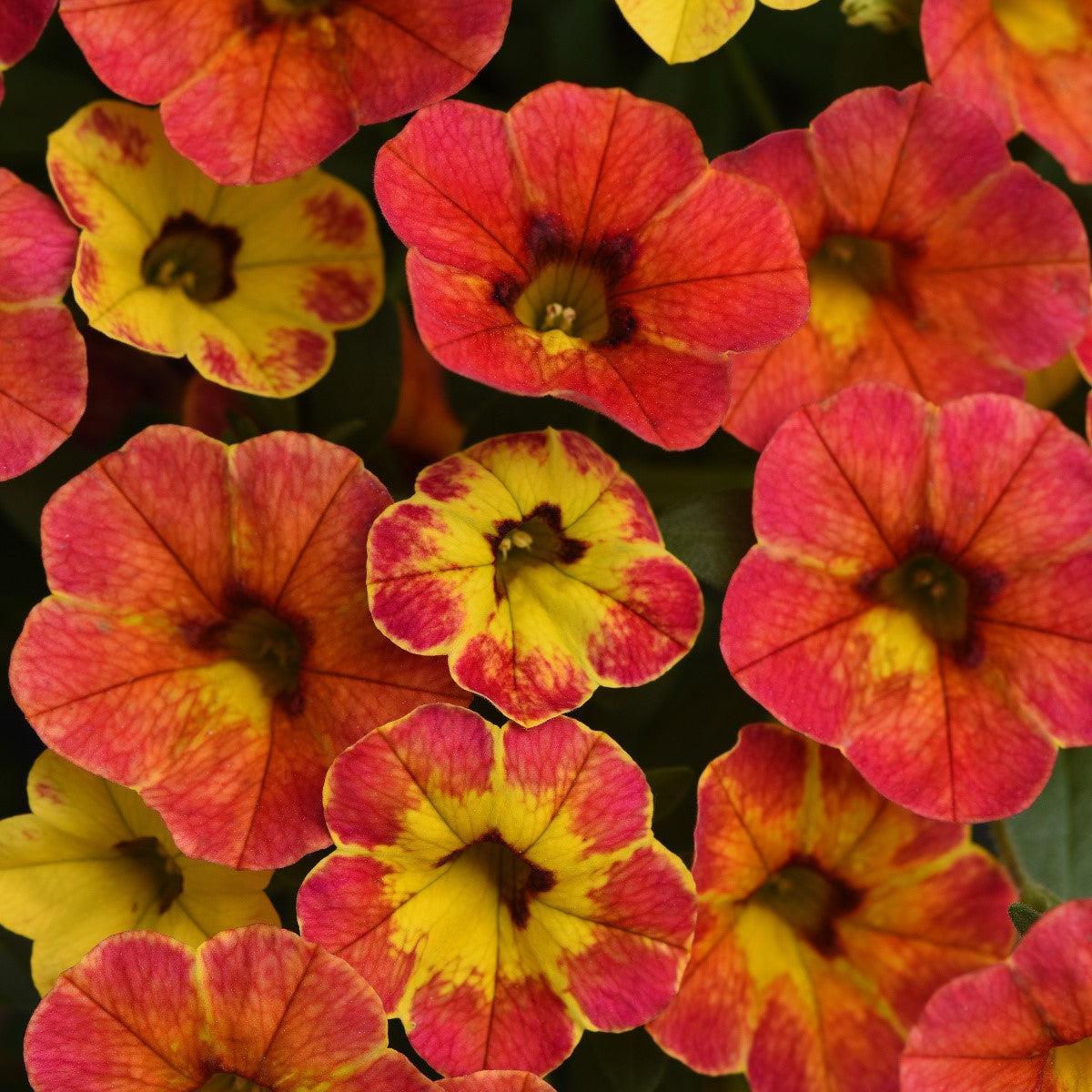 Calibrachoa hybrid 'Balcabivor' ~ Cabaret® Diva Orange Calibrachoa-ServeScape