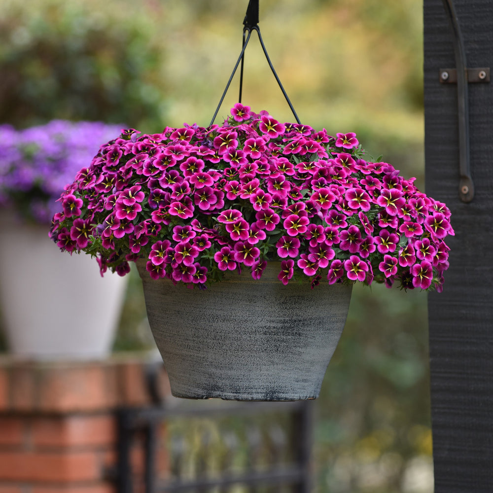 Calibrachoa hybrid 'Balcabooni' ~ Cabaret® Good Night Kiss Calibrachoa-ServeScape