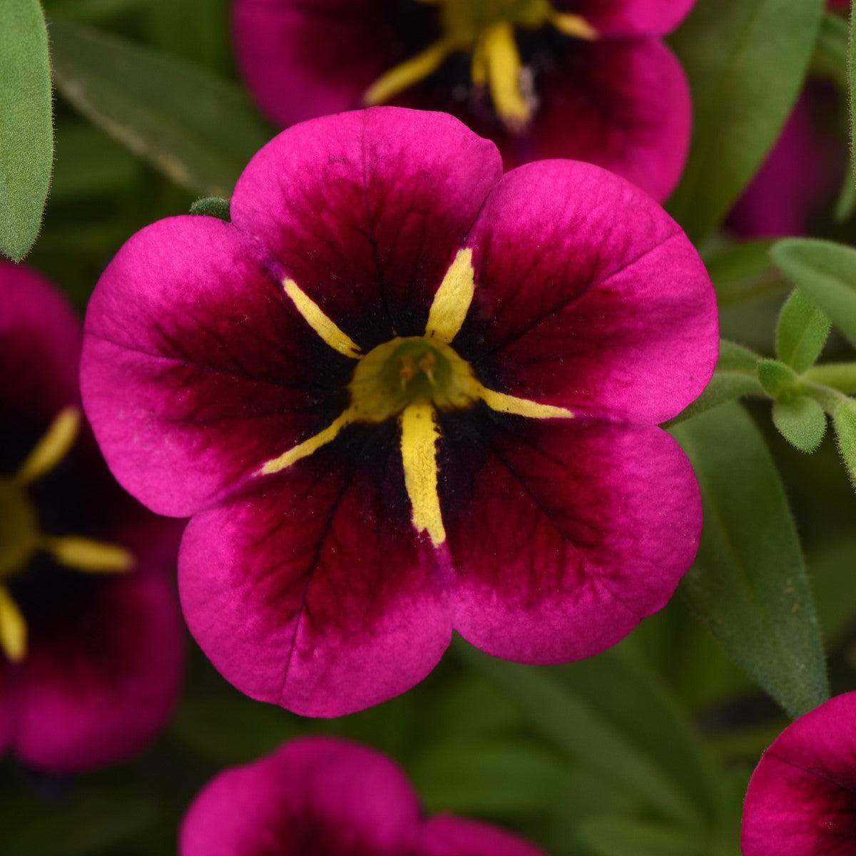 Calibrachoa hybrid 'Balcabooni' ~ Cabaret® Good Night Kiss Calibrachoa-ServeScape