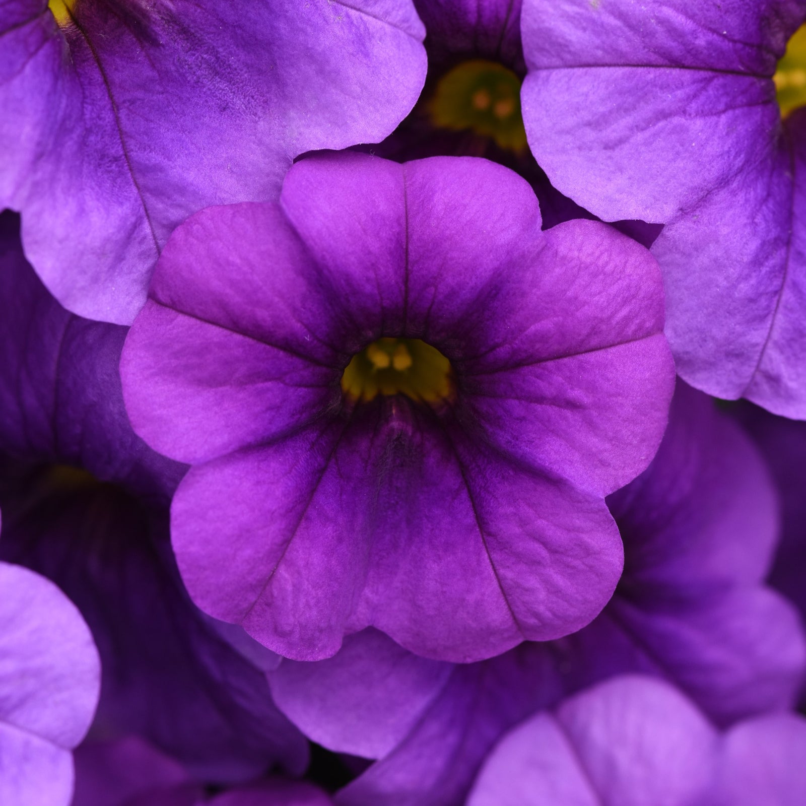 Calibrachoa hybrida 'Balchadeb' ~ Cha-Cha™ Deep Blue Calibrachoa-ServeScape