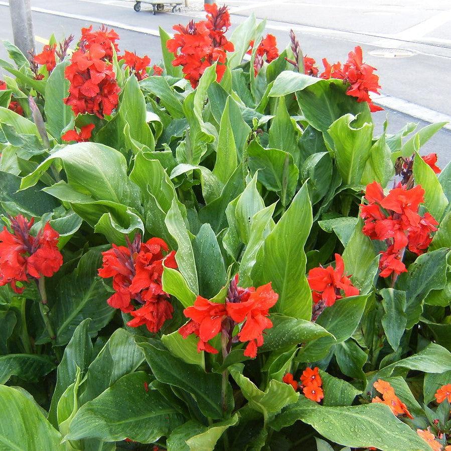 Canna indica 'Happy Carmen' ~ CannaSol™ Happy Carmen® Canna Lily-ServeScape