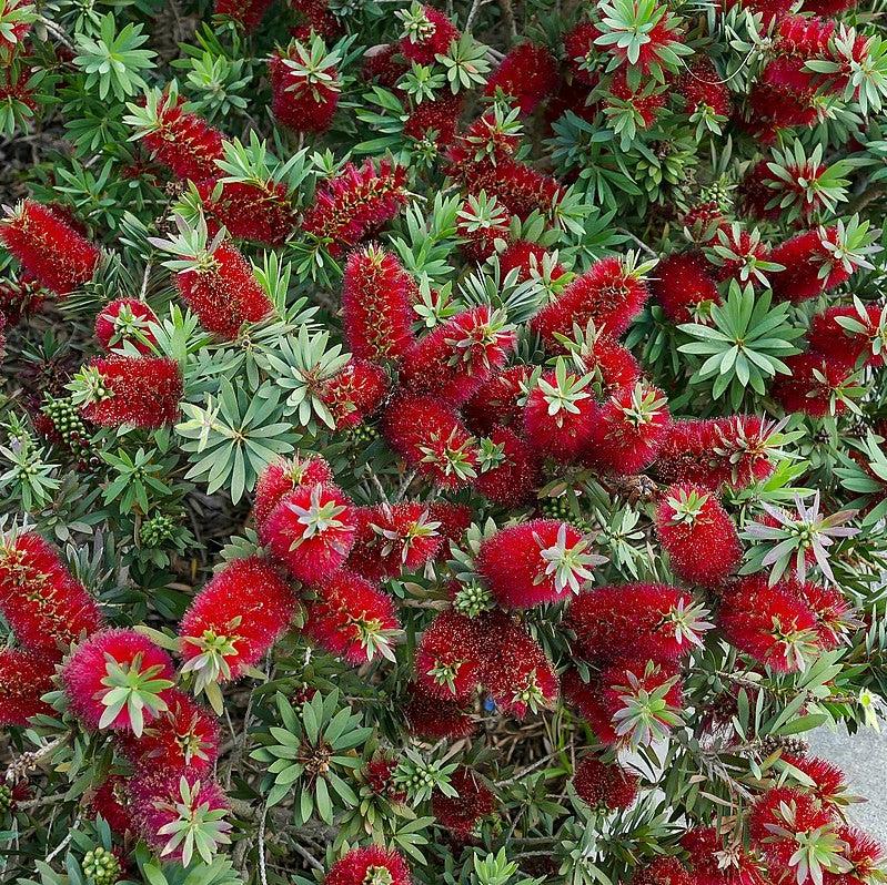 Callistemon 'Little John' ~ Little John Dwarf Bottlebrush-ServeScape