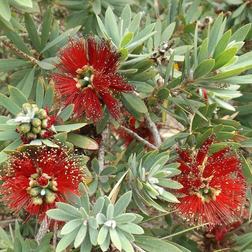 Callistemon 'Little John' ~ Little John Dwarf Bottlebrush-ServeScape