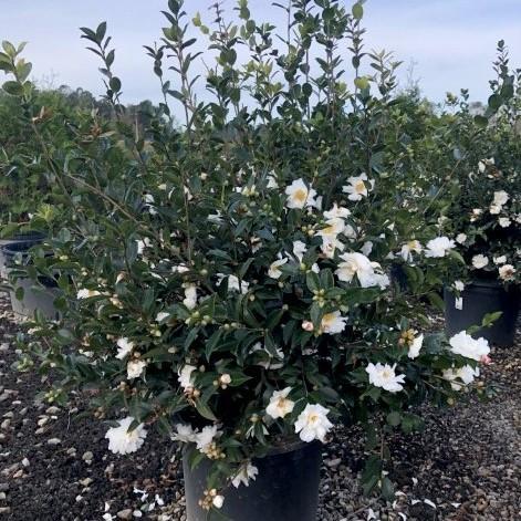 Camellia 'Winter's Snowman' ~ Winter's Snowman Ice Angels® Camellia-ServeScape