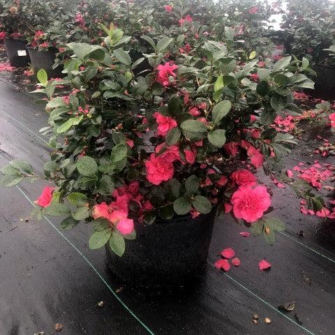 Camellia sasanqua 'Bonanza' ~ Bonanza Camellia-ServeScape