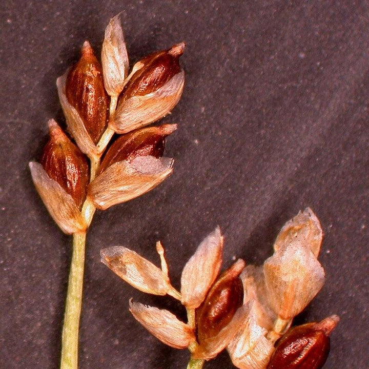 Carex eburnea ~ Bristle-leafed Sedge-ServeScape